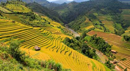 Rice fields on terrace, Sapa, Lao Cai province