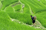 Rice fields in Sapa, Lao Cai, Vietnam