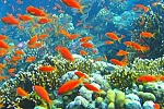 Scuba & Diving in Phu Quoc Island, Vietnam