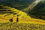 Rice fields on terrace in Sapa region